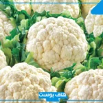 تفسير رؤية القرنبيط في المنام للمطلقة والحامل والعزباء لابن سيرين