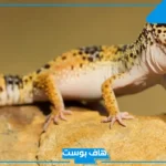 تفسير حلم الوزغ يلاحقني في المنام وقتله للمرأة لابن سيرين