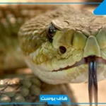 تفسير حلم لدغة الثعبان في القدم للمتزوجه في المنام لابن سيرين