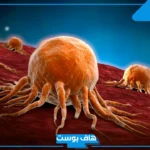 تفسير حلم مرض السرطان لشخص قريب في المنام مصاب به للمتزوجة والعزباء لابن سيرين