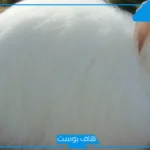 تفسير حلم الارنب الابيض في المنام للنابلسي وابن سيرين للرجل والمرأة