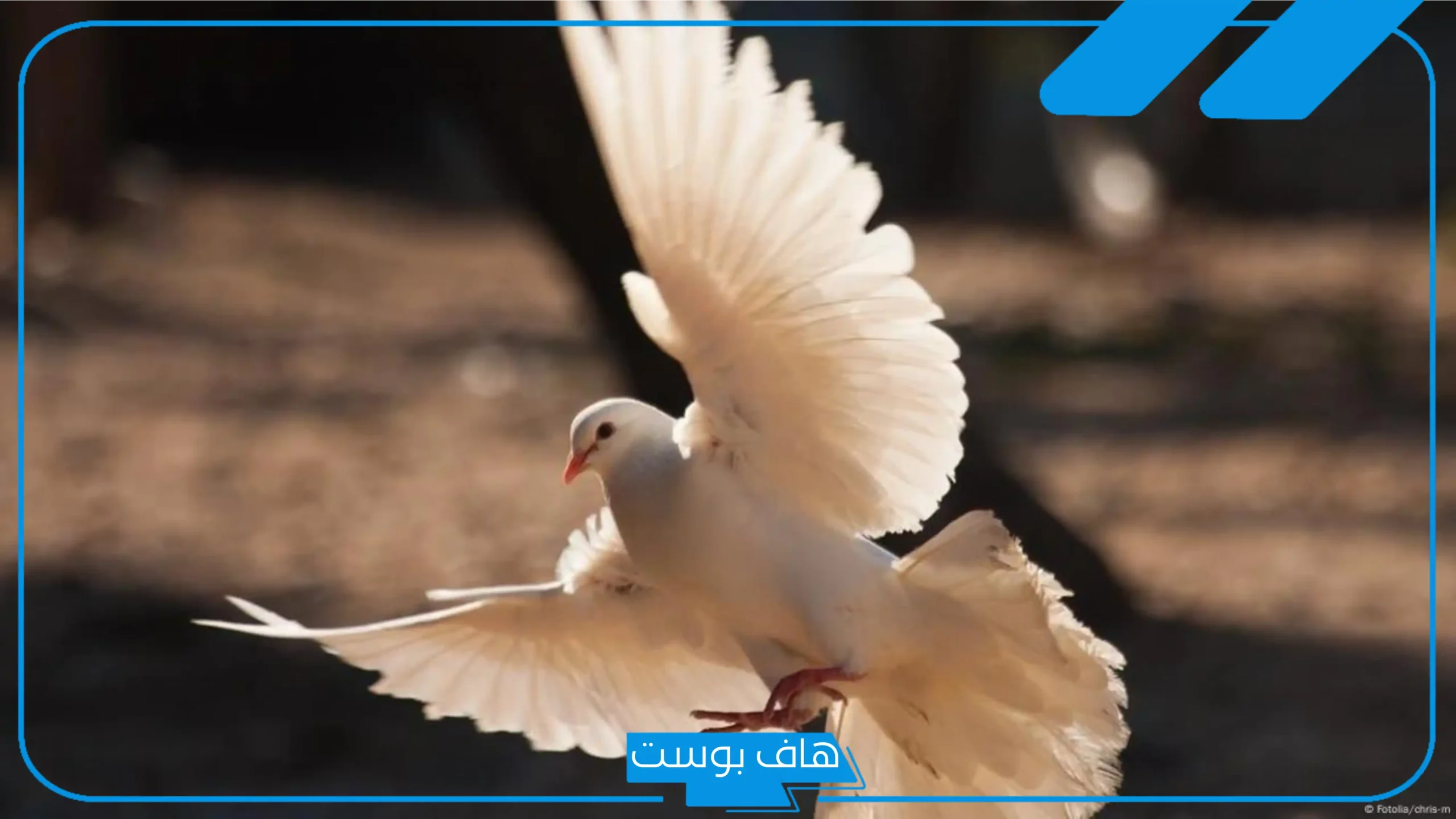 تفسير حلم الحمام الأبيض في المنام لابن سيرين للرجل والمتزوجة