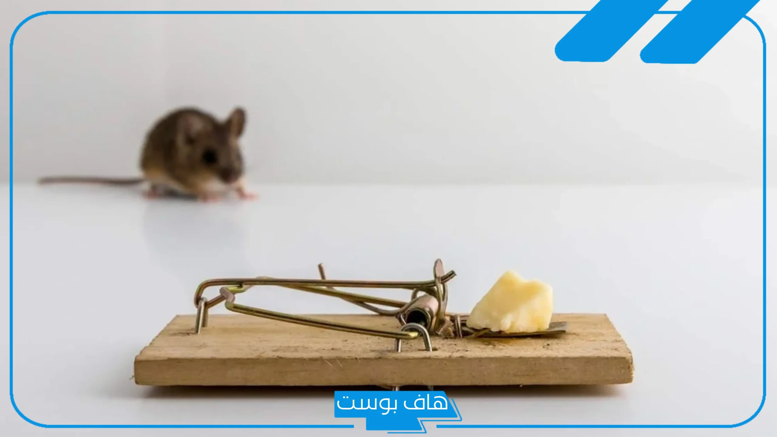تفسير قتل الفئران في المنام للعزباء والمتزوجة عند ابن سيرين