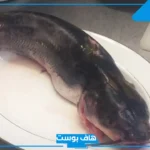 تفسير حلم القراميط في المنام للعزباء والمتزوجة والرجل وصيده لابن سيرين