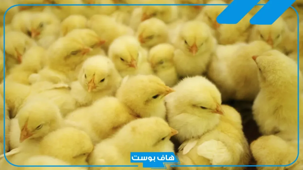 تفسير رؤية الكتاكيت في المنام للرجل المتزوج والعزباء لابن سيرين