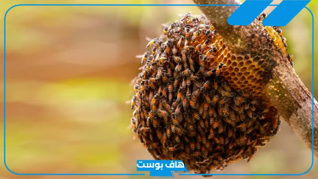 تفسير رؤية النحل في المنام للرجل والعزباء والمتزوجة لابن سيرين