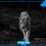 تفسير حلم رؤية النمر الابيض في المنام لابن شاهين وعلاقته بالخير