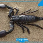 تفسير حلم العقرب السوداء وقتلها للمرأة العزباء والمتزوجة في المنام