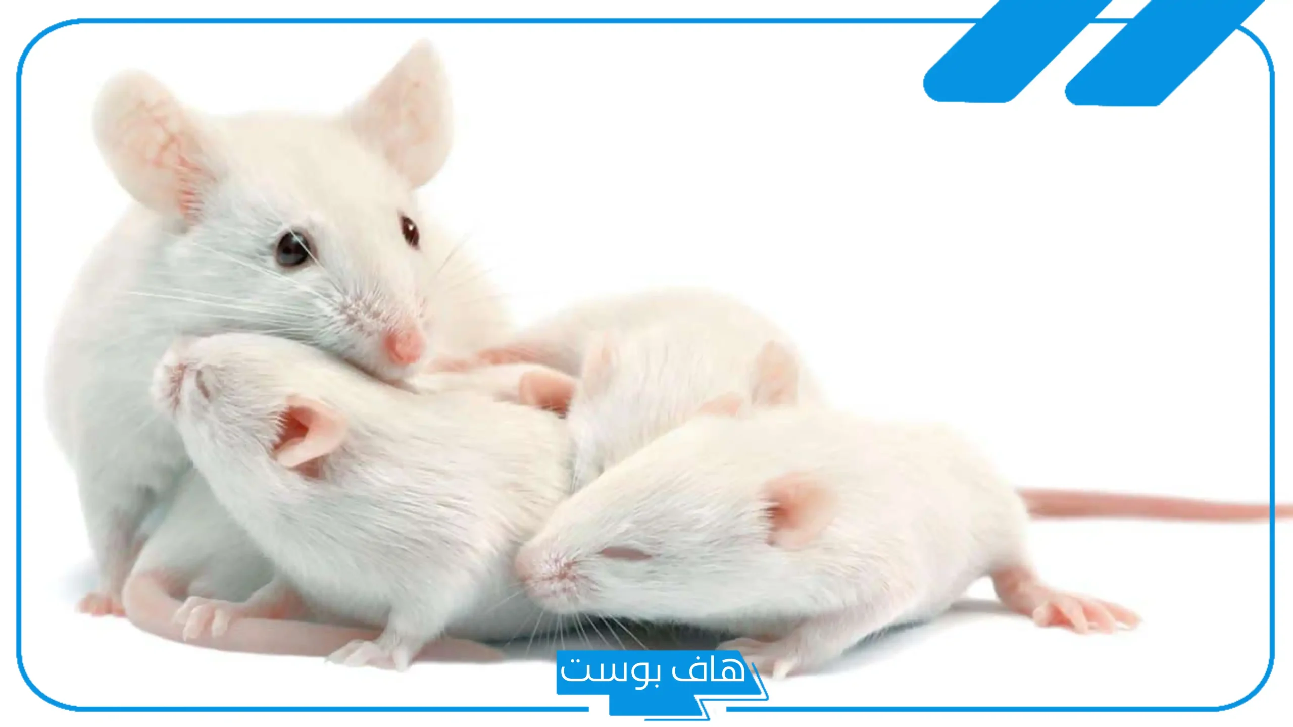 تفسير الحلم بفأر ابيض في المنام للمتزوجة والعزباء وقتله