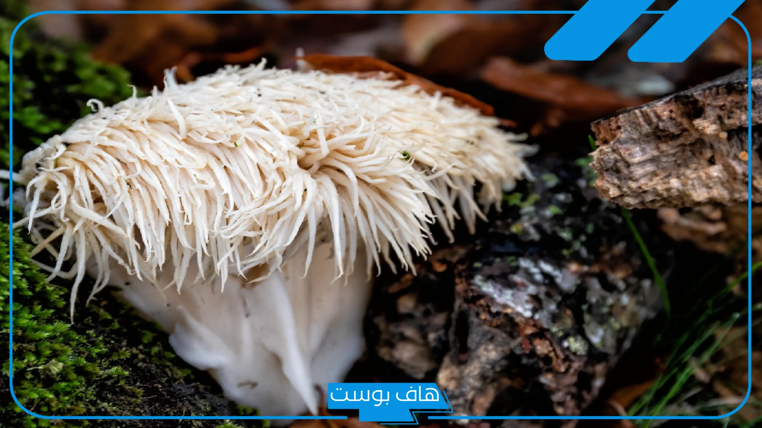 اضرار عرف الاسد وفوائده.. تجربتي مع عرف الأسد