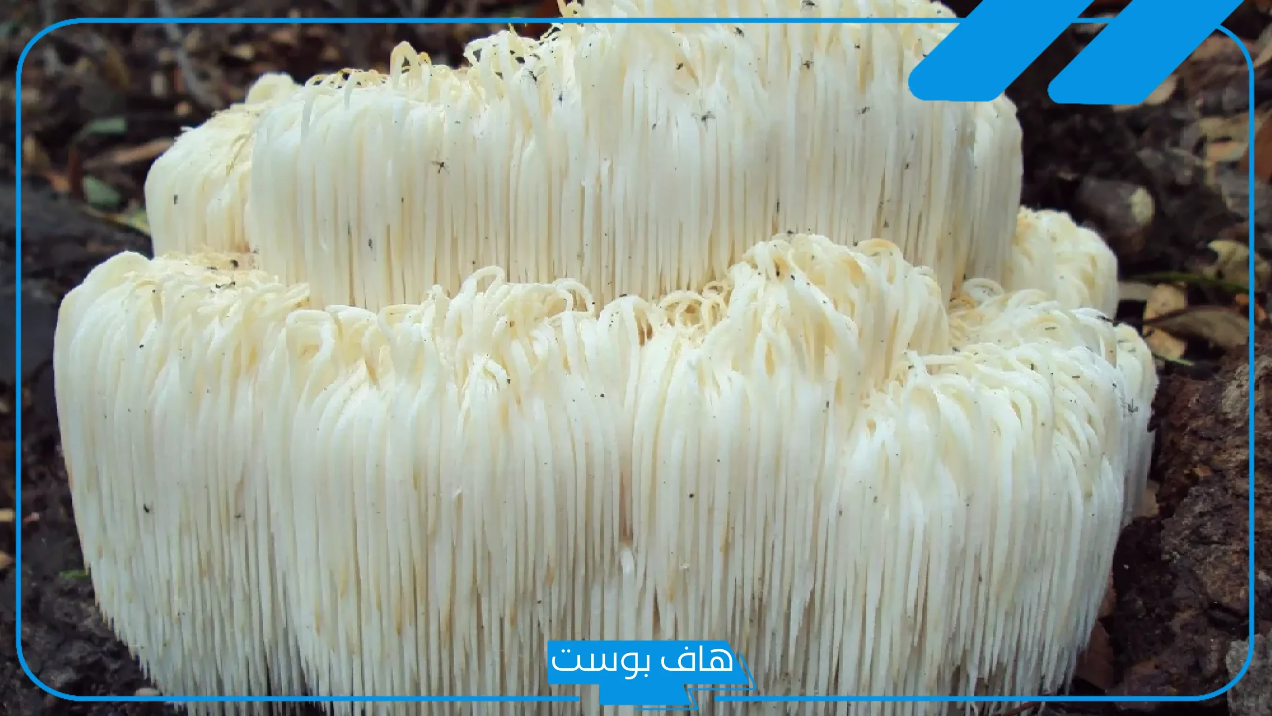 اضرار عرف الاسد وفوائده.. تجربتي مع عرف الأسد