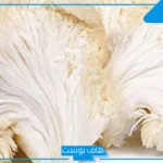 اضرار عرف الاسد وفوائده.. تجربتي مع عرف الأسد