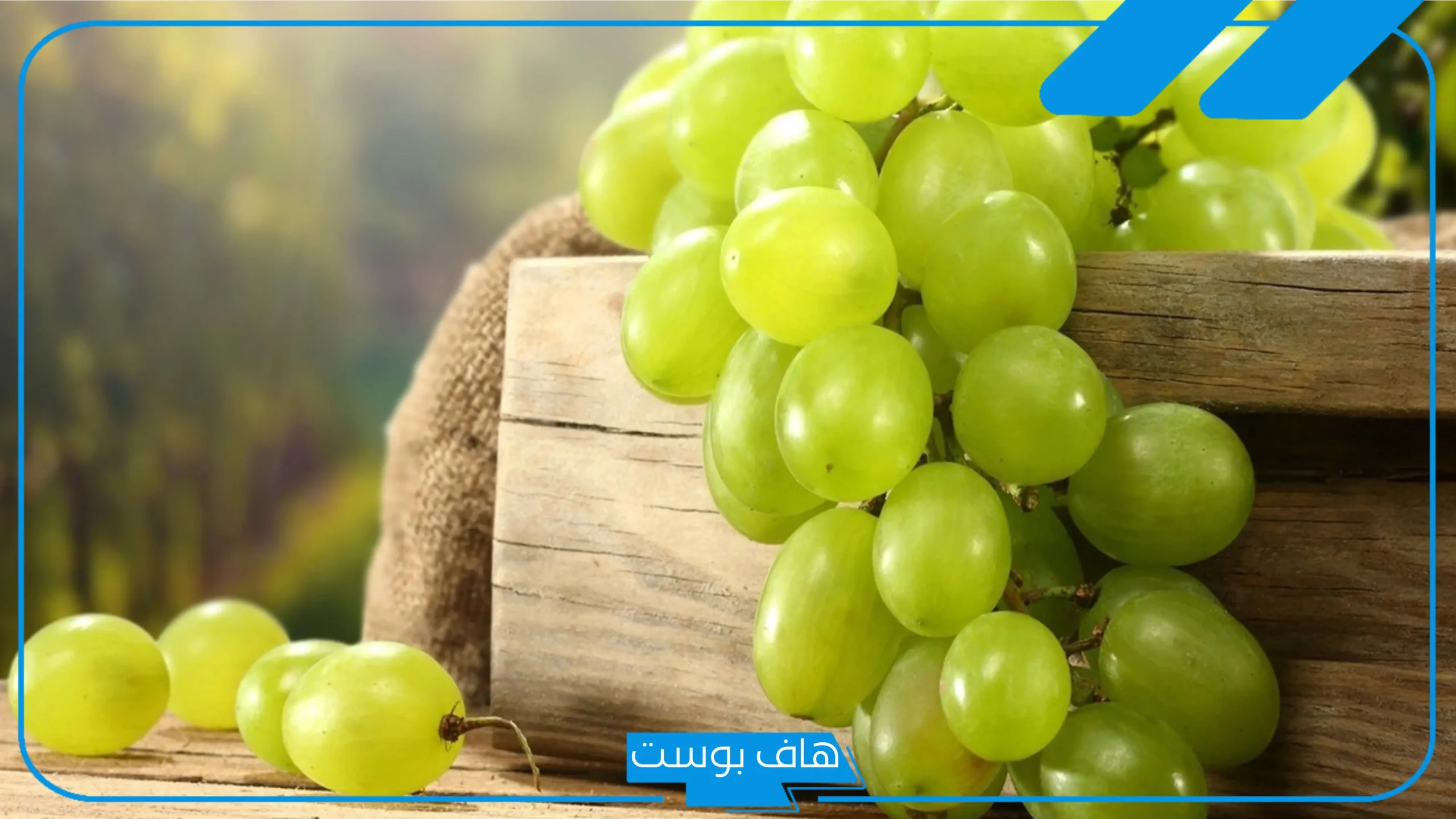 تفسير حلم العنب في المنام الأخضر للرجل والمطلقة والعزباء لابن سيرين
