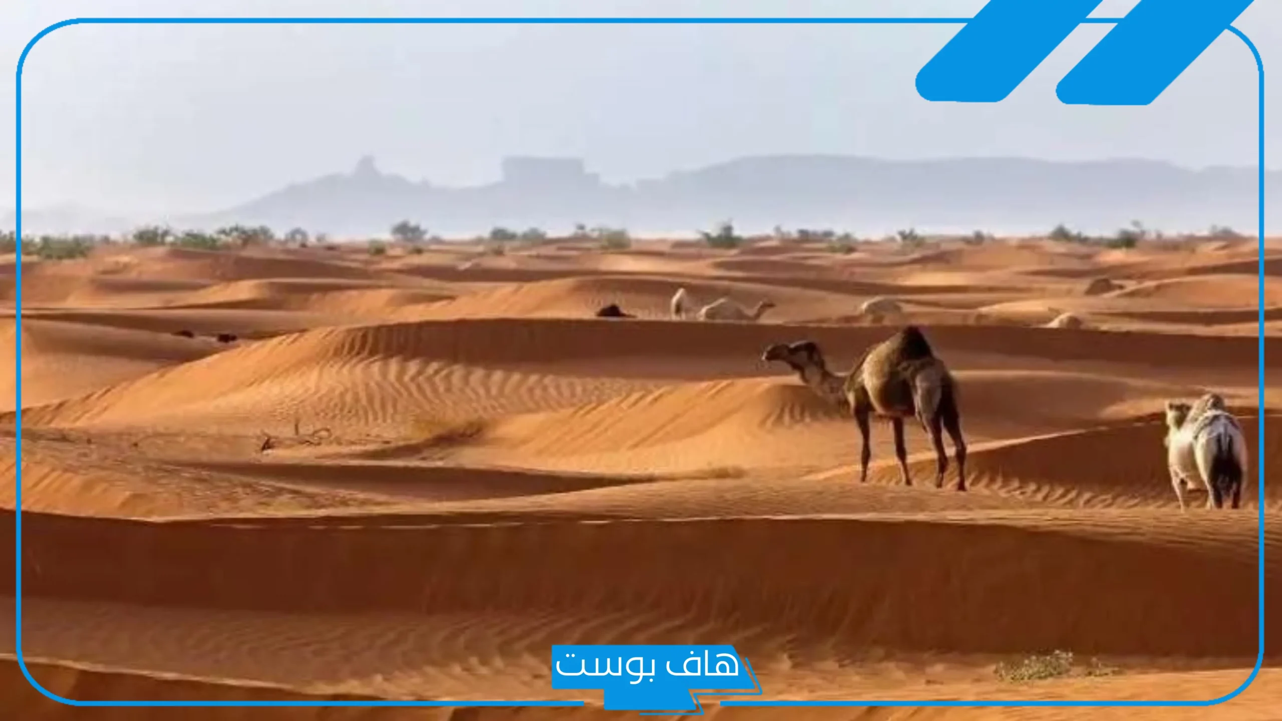 الرشيدي وش يرجع؟ أصل الرشيدي من وين، فخوذ قبيلة الرشيدي