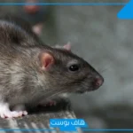تفسير قتل الفئران في المنام للعزباء والمتزوجة عند ابن سيرين