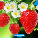 تفسير حلم رؤية الفراولة في المنام للحامل والمطلقة والعزباء والرجل