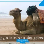 العطاوي وش يرجع الأصل؟ فروع قبيلة العطاوي وديارها