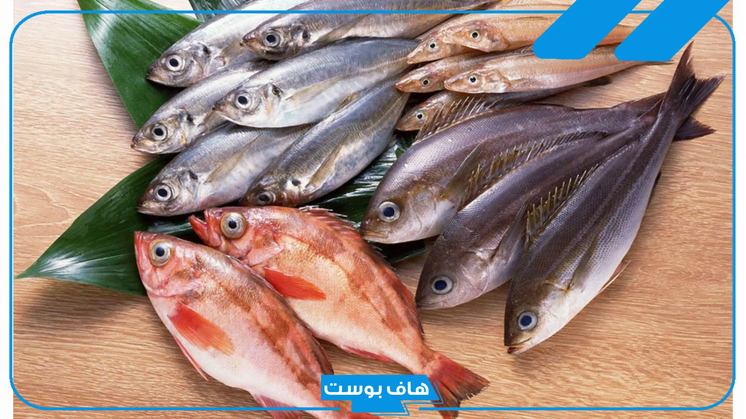 تفسير السمك في الحلم خارج الماء في المنام للمتزوجة والعزباء عند ابن سيرين