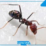تفسير حلم رؤية النمل الاسود في المنام يمشي على الجسم للمطلقة والعزباء