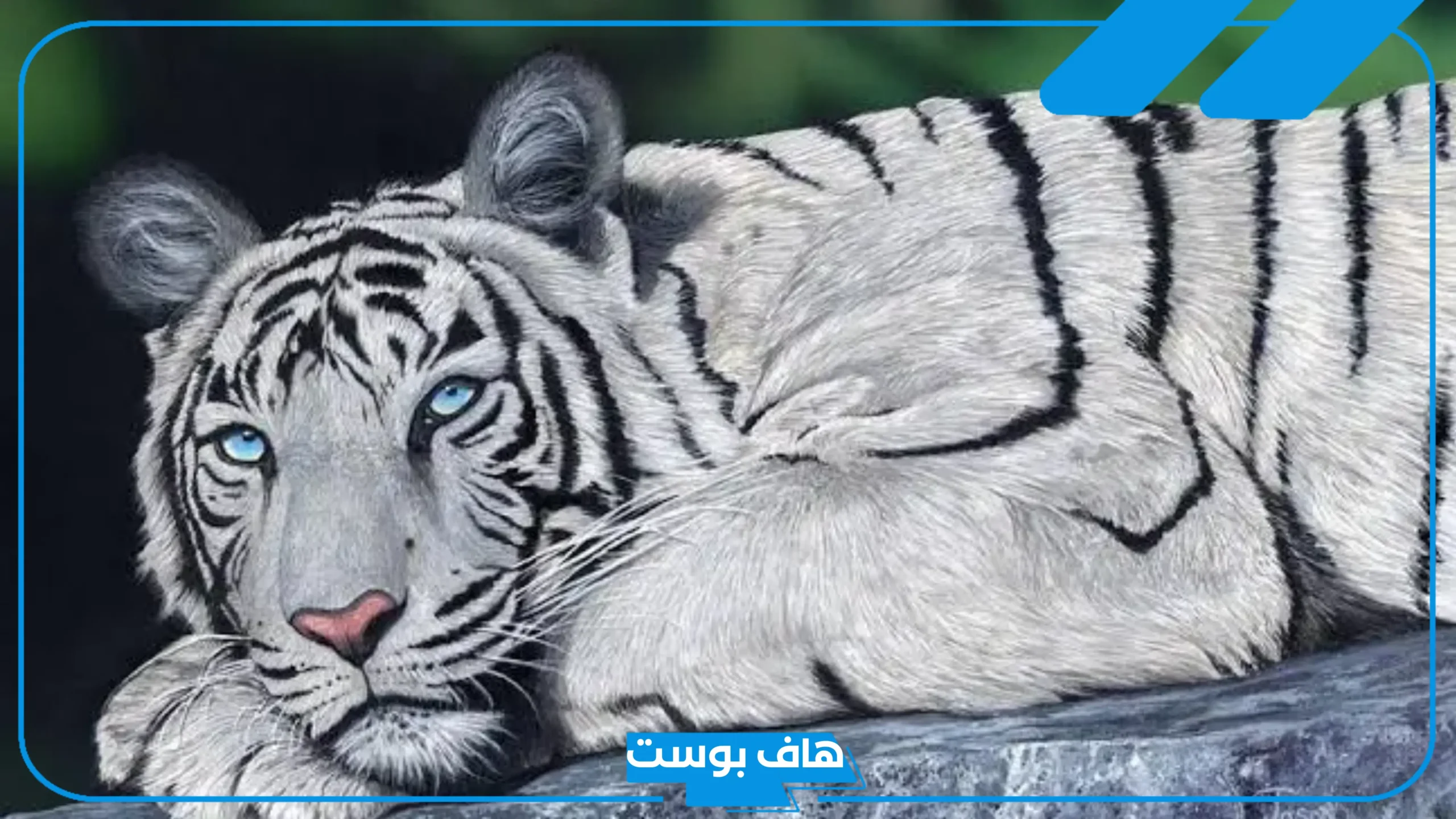 تفسير حلم رؤية النمر الابيض في المنام لابن شاهين وعلاقته بالخير