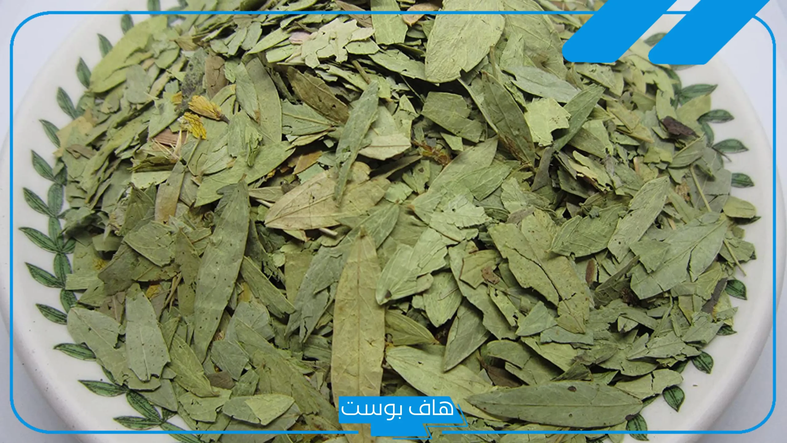 تجربتي مع السنامكي للقولون بالفوائد.. متى يشرب السنامكي قبل الاكل أو بعده؟