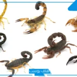 تفسير حلم العقارب الكثيره الصغيرة والكبيرة في المنام لابن سيرين