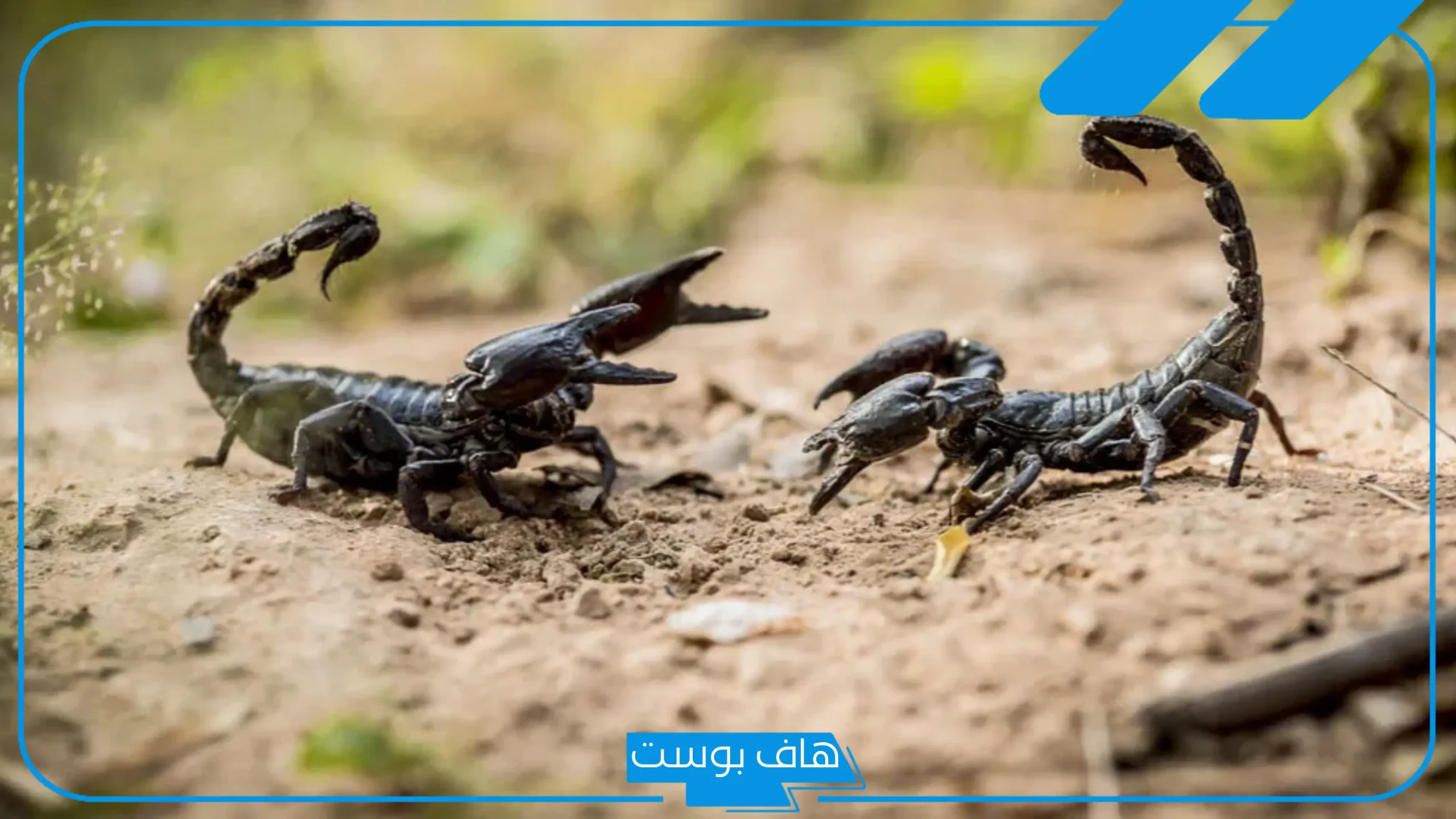 تفسير حلم العقارب الكثيره الصغيرة والكبيرة في المنام لابن سيرين