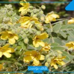 تجربتي مع السنامكي للقولون بالفوائد.. متى يشرب السنامكي قبل الاكل أو بعده؟