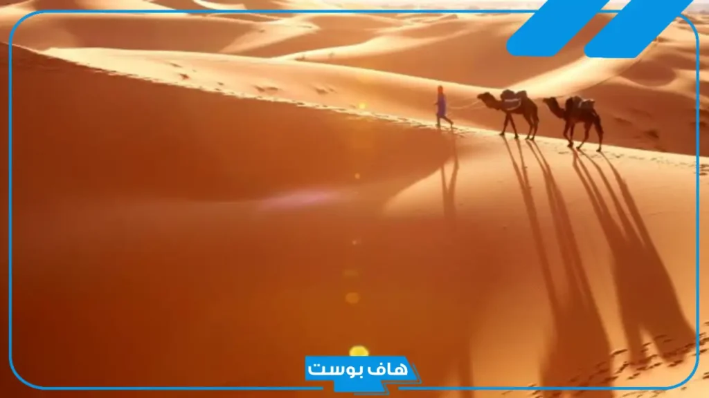 النفيعي وش يرجع نسبه؟ فروع قبيلة النفيعي وأعلامها
