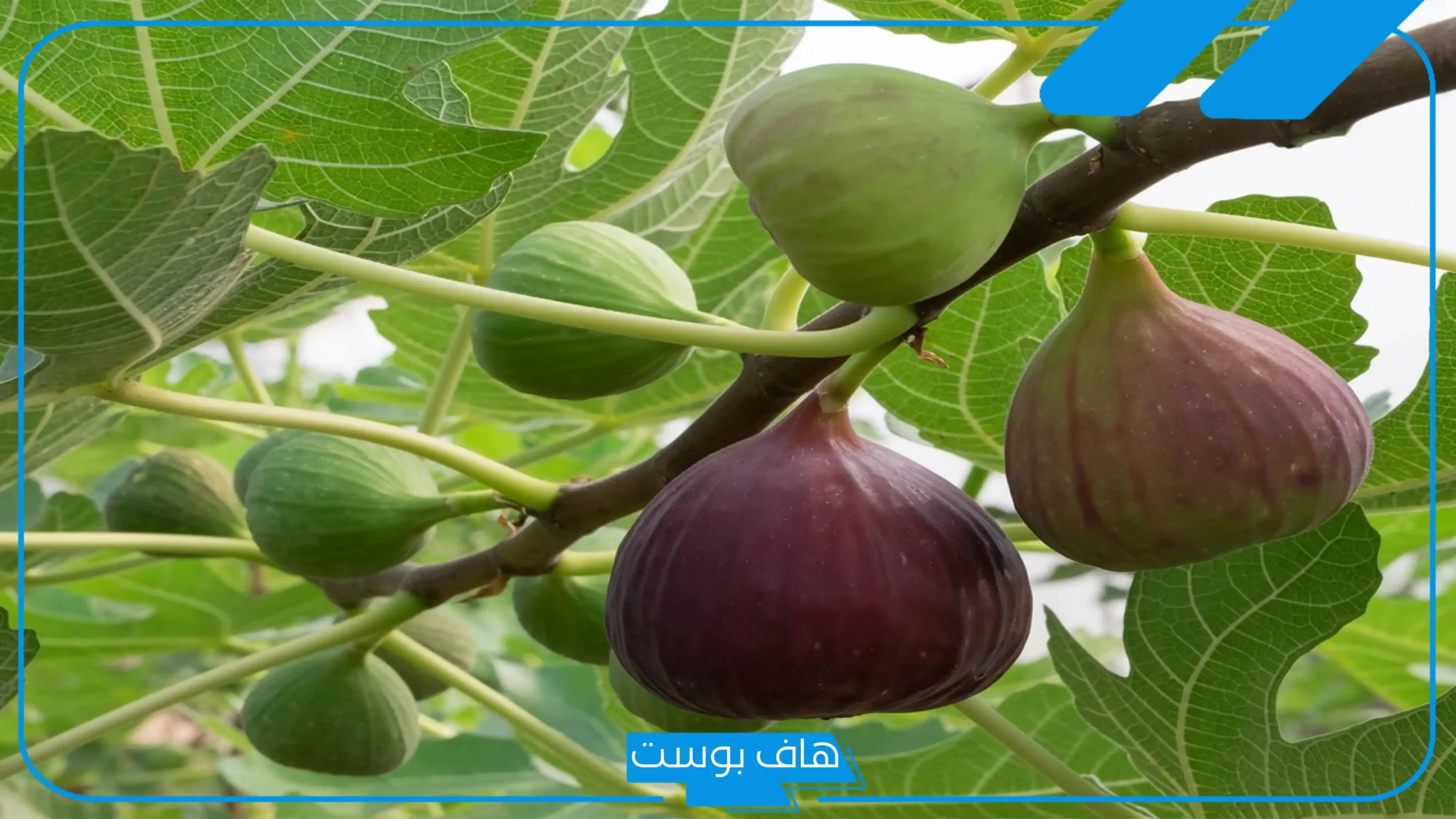 تفسير حلم اكل التين في المنام أخضر للمتزوجة والعزباء والحامل والرجل