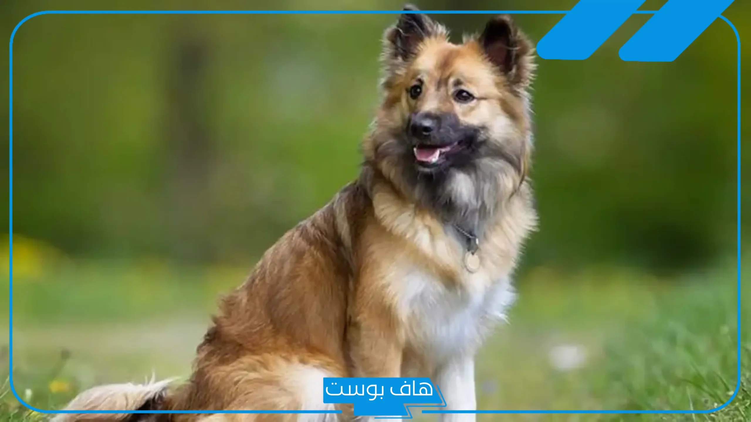 تفسير حلم الهروب من الكلاب في المنام للرجل الأعزب والمتزوج