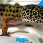رمز الوزغ في المنام للمتزوجة والعزباء والخوف منه في المنام