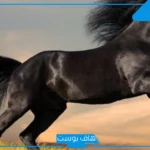 تفسير حلم رؤية الخيل في المنام للمتزوجة والعزباء لابن سيرين