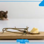 تفسير حلم الفار في الغرفة للمرأة العزباء والرجل في المنام لابن سيرين