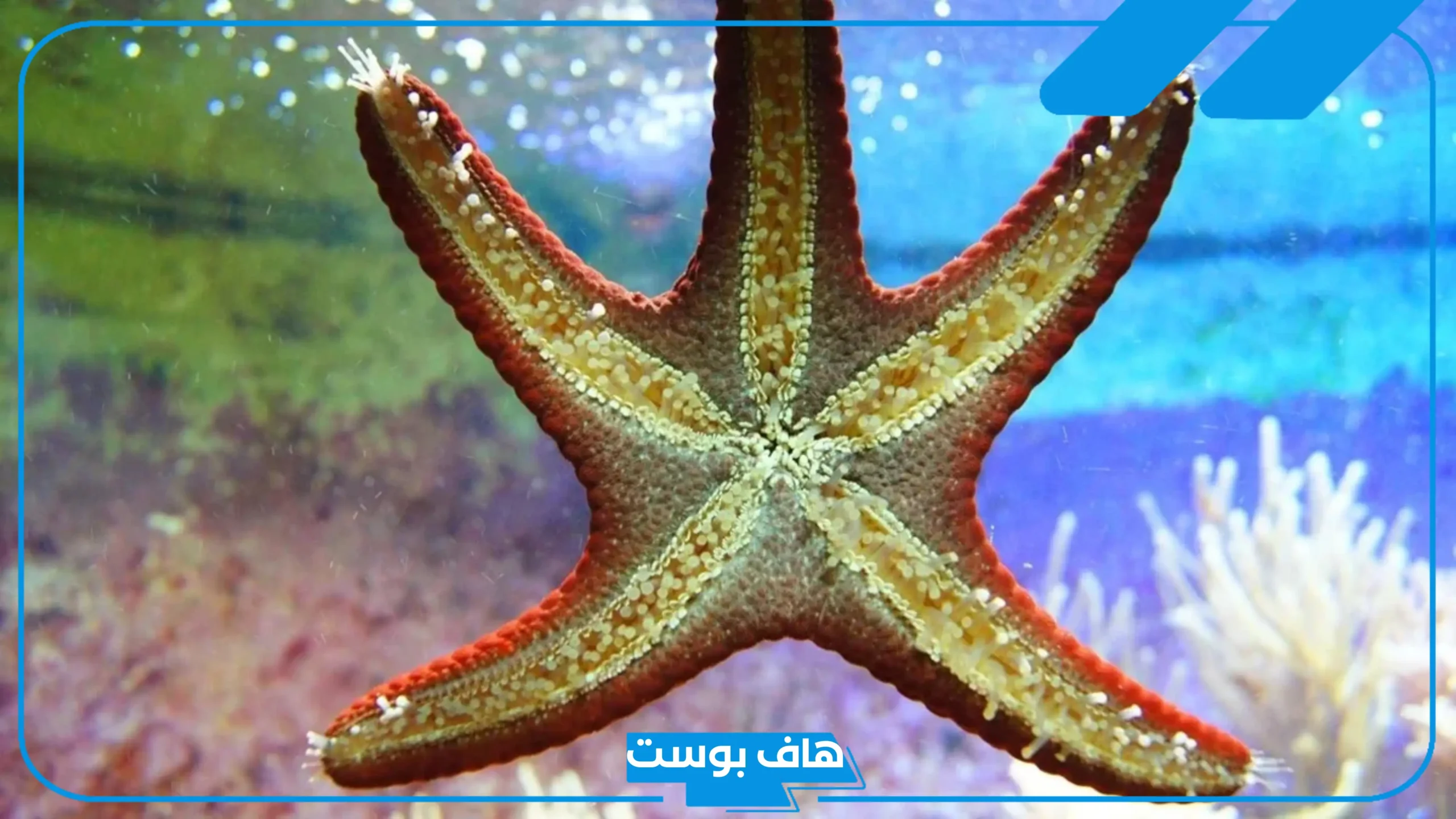 أضخم الحيوانات اللافقرية فطحل من 6 حروف