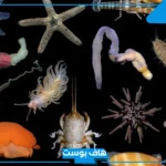 أضخم الحيوانات اللافقرية فطحل من 6 حروف