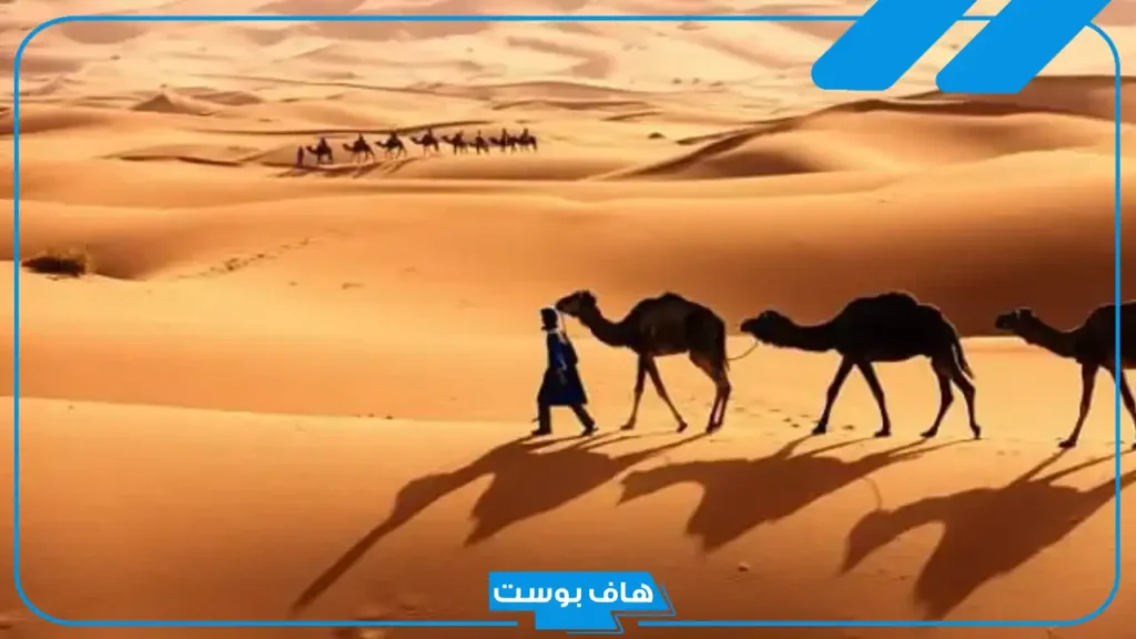 المهيدب وش يرجعون النسب والأصل..  فروع وفخوذ عائلة المهيدب