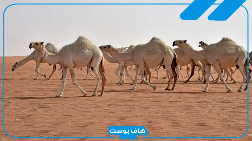 تفسير حلم الناقة تطاردني في المنام للرجل والمرأة لابن سيرين