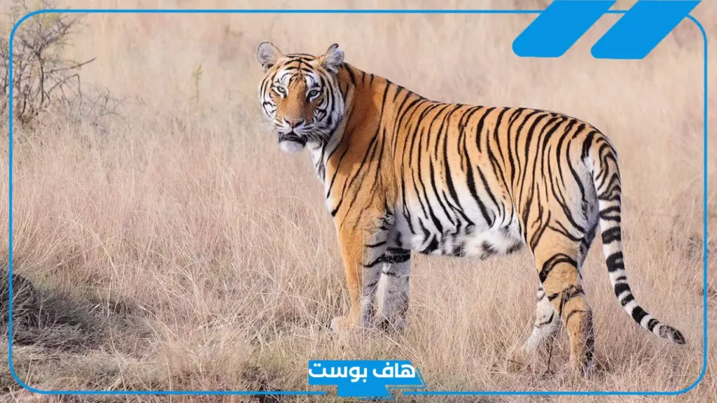 تفسير حلم رؤية النمر في المنام للمتزوجة وهجومه لابن سيرين