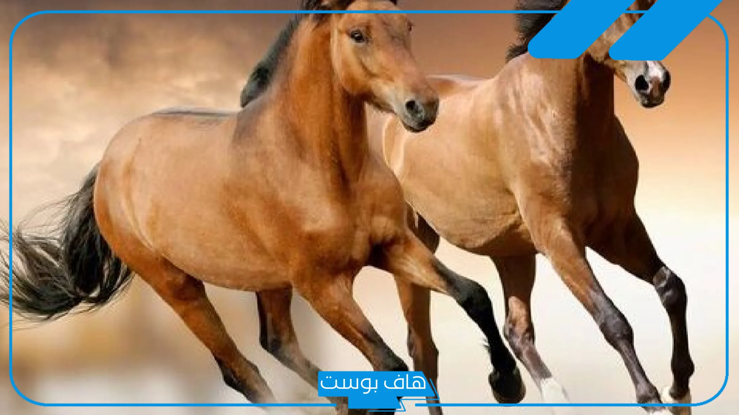 تفسير حلم رؤية الخيل في المنام للمتزوجة والعزباء لابن سيرين