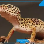 تفسير حلم البرص يهاجمني في المنام للمتزوجة والعزباء لابن سيرين