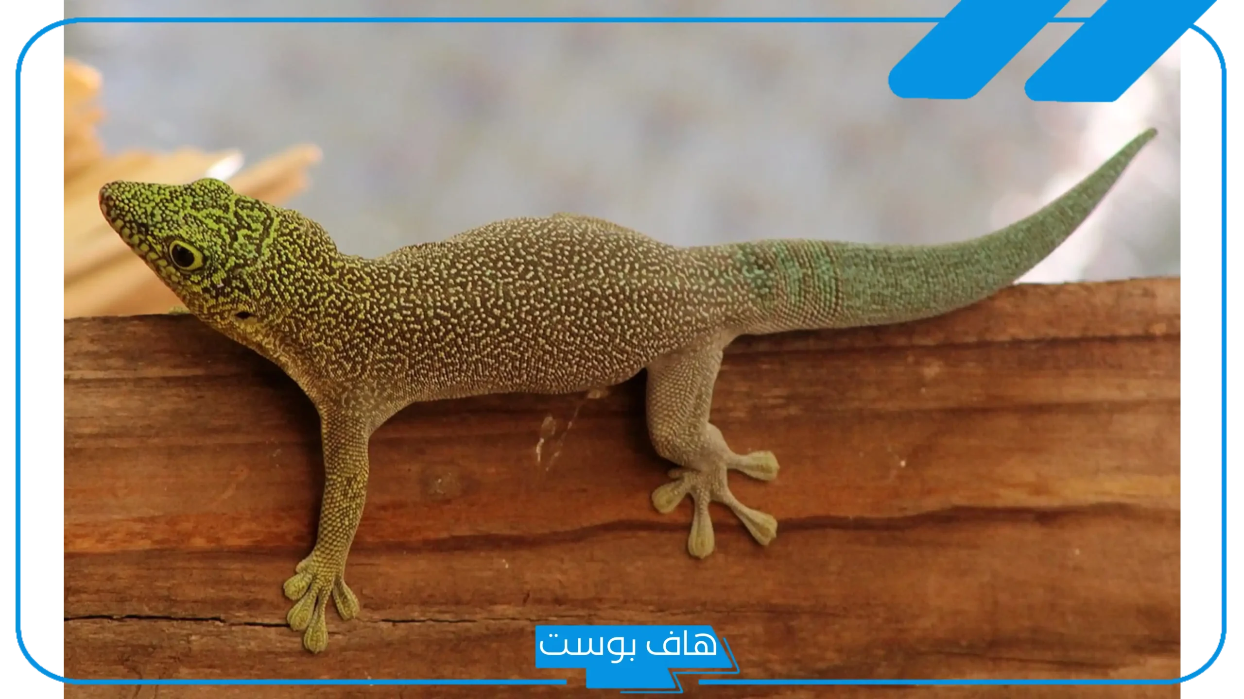 تفسير حلم البرص يهاجمني في المنام للمتزوجة والعزباء لابن سيرين