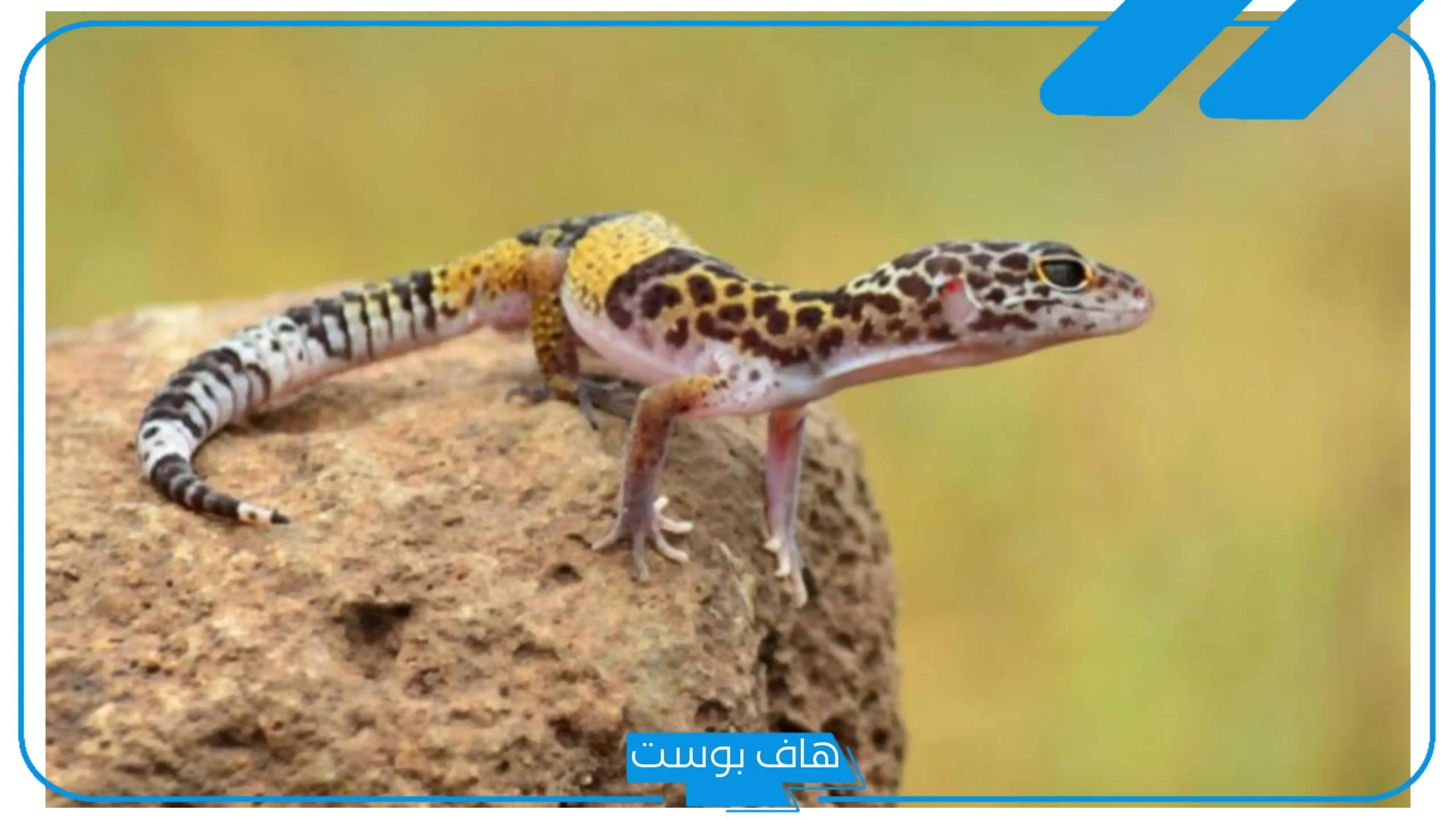 تفسير حلم البريعصي في البيت للرجل وملاحقته للمرأة لابن سيرين