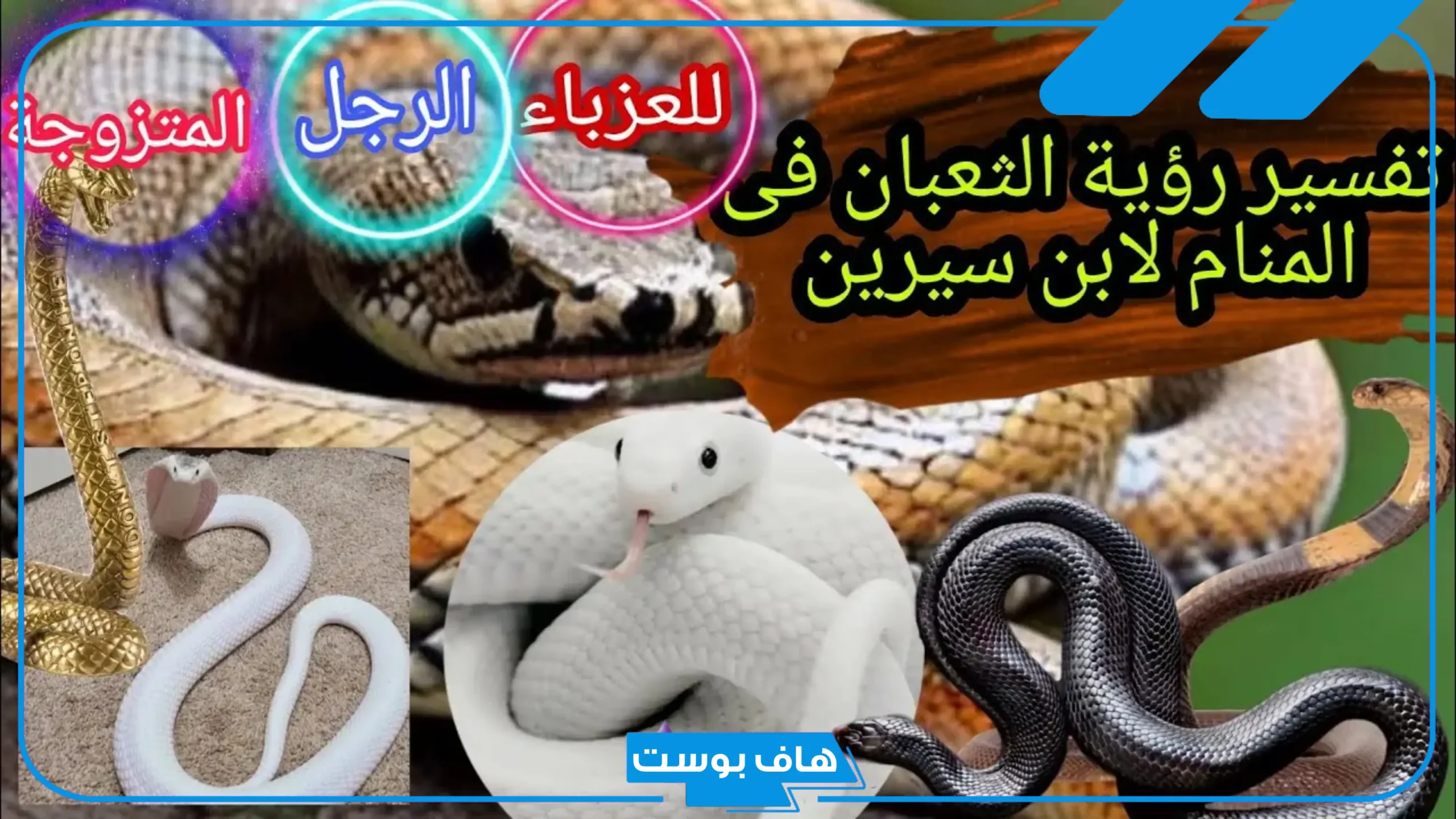 تفسير حلم الثعبان الأبيض للعزباء وقتله في المنام للعالم ابن سيرين