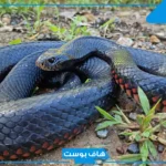 تفسير حلم الثعبان للحامل وهجومه والهروب منه في المنام لابن سيرين