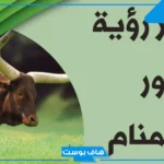 تفسير حلم الثور يطاردني للرجل والمتزوجة والعزباء وهجومه في المنام