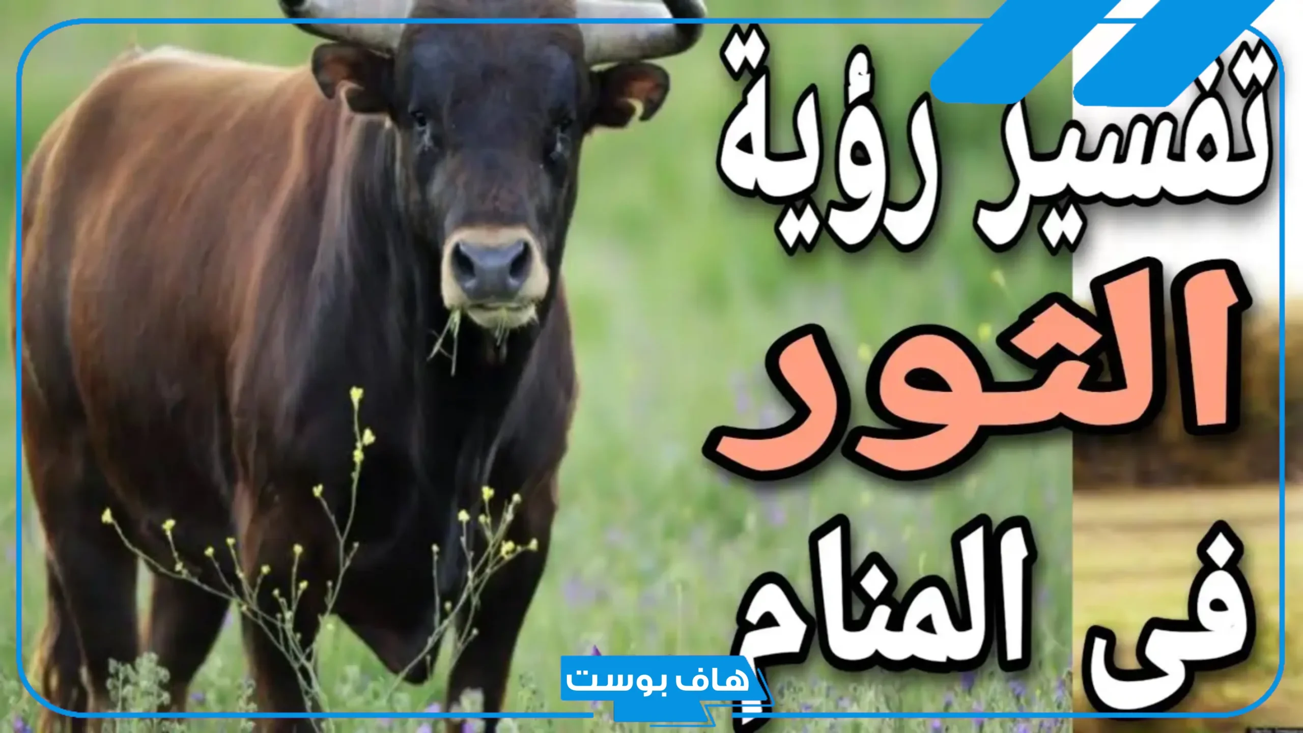 تفسير حلم الثور يطاردني للرجل والمتزوجة والعزباء وهجومه في المنام
