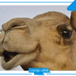 تفسير حلم الجمل يطاردني للعزباء والحامل في المنام لابن سيرين