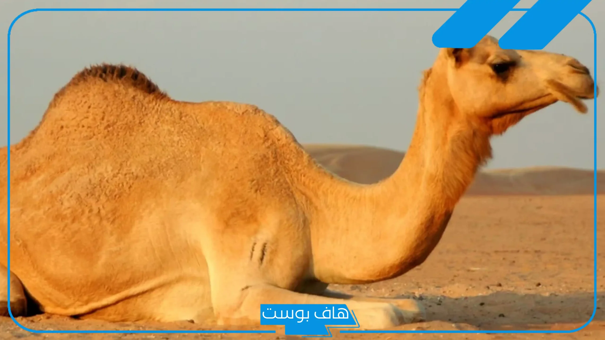 تفسير حلم الجمل يطاردني للعزباء والحامل في المنام لابن سيرين