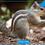 تفسير حلم رؤية السنجاب في المنام للمطلقة والمتزوجة لابن سيرين